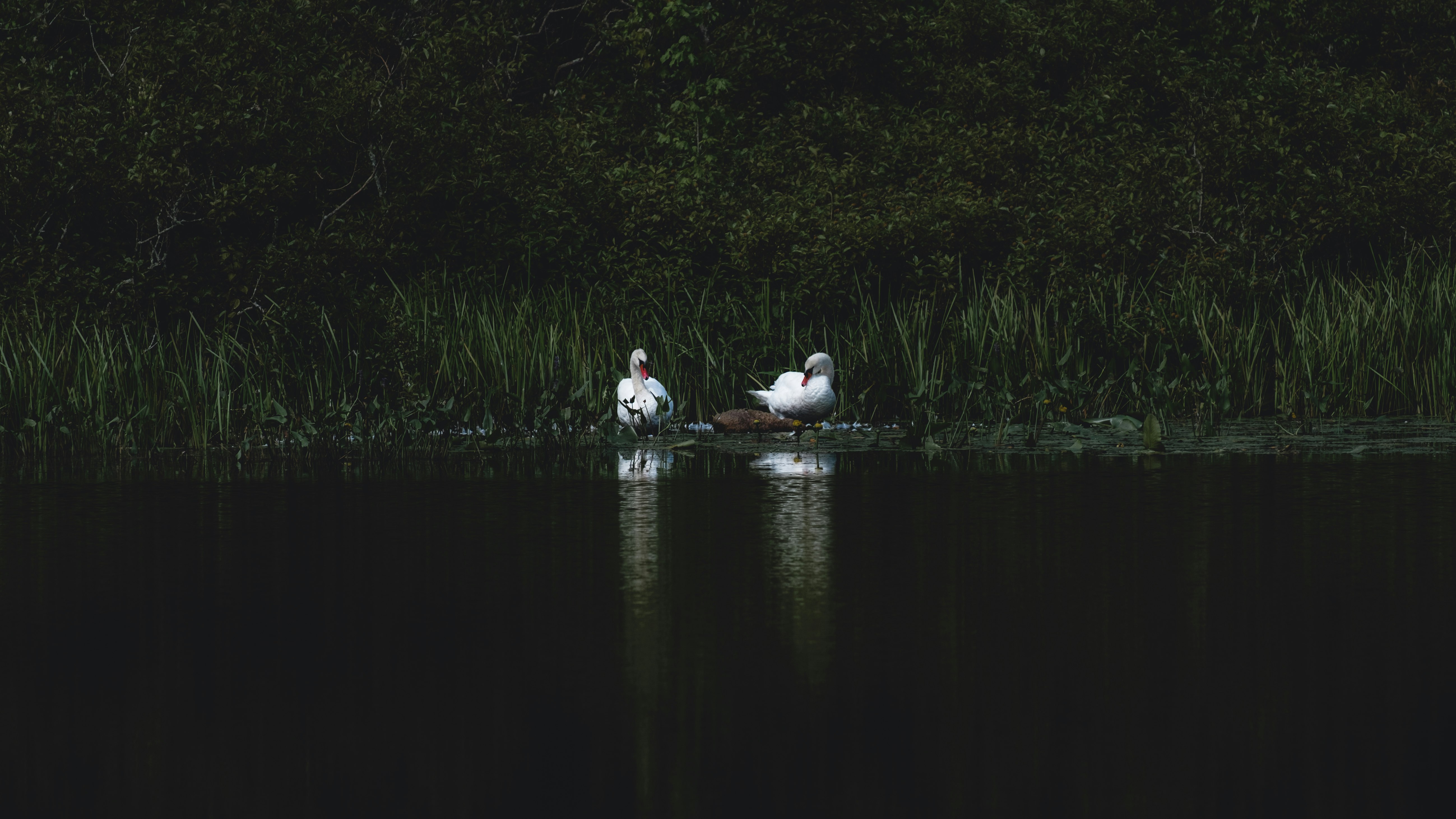 two white swan on body of water